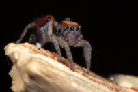 Un mle (Araneae - Salticidae - Saitis barbipes)